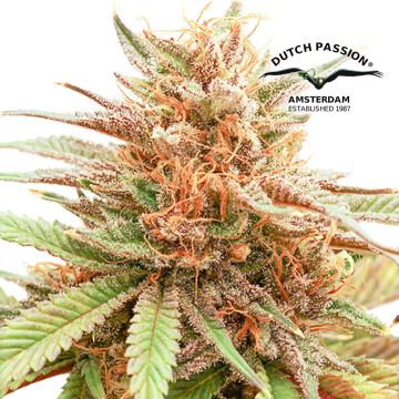 Durban Dew (Dutch Passion)