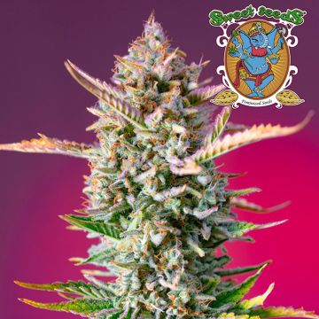 Gorilla Sherbet F1 Fast Version (Sweet Seeds)