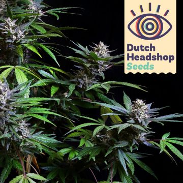 Fast Gorilla Glue (Marque Privée)