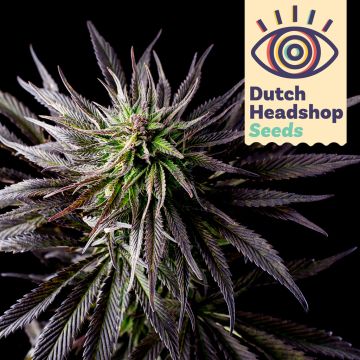 Fast Granddaddy Purple (Marque Privée)
