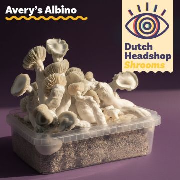 Kit de Culture de Champignons Magiques Avery's Albino 1200cc (Marque Privée