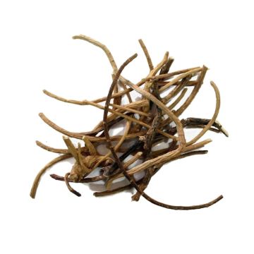 Racine de Rêve Africain [Silene Capensis] 5 grammes