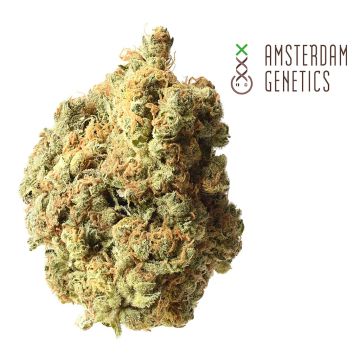 AK-020 Autofloraison (Amsterdam Genetics) 3 graines