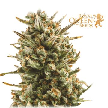 Amnesia Haze Automatic (Royal Queen Seeds) 5 graines