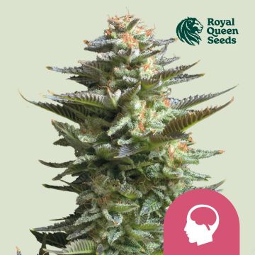 Amnesia Haze (Royal Queen Seeds) 5 graines