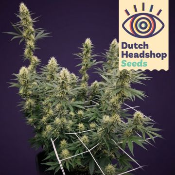 Auto Biscotti Mintz (Marque Privée)