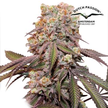 Auto Candy Bubatz XL (Dutch Passion) 3 Graines
