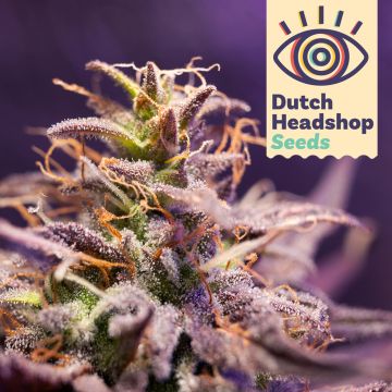 Auto CBD Zero Stress Amnesia (Marque Privée)