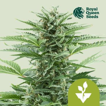 Easy Bud Autofloraison (Royal Queen Seeds) 5 graines