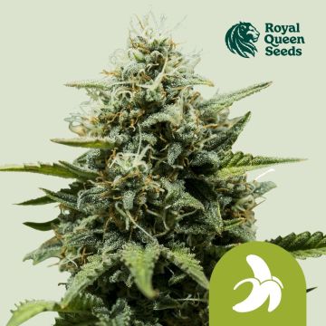 Fat Banana Autofloraison (Royal Queen Seeds) 3 graines