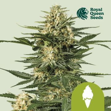 Green Gelato Automatic (Royal Queen Seeds) 3 graines