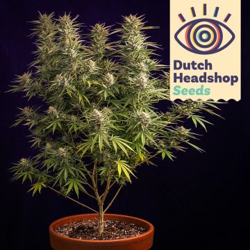 Auto Jack Herer (Marque Privée)