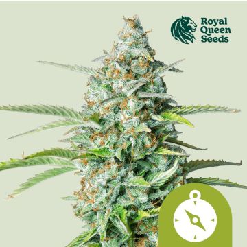 Northern Light Automatic (Royal Queen Seeds) 5 graines