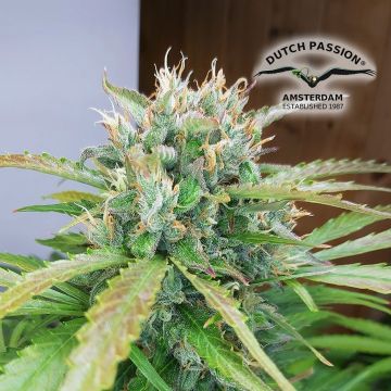 Auto Orange Bud (Dutch Passion) 3 graines