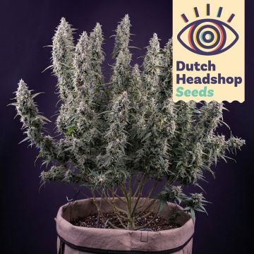 Auto Permanent Marker (Marque Privée)