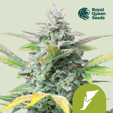 Quick One Autofloraison (Royal Queen Seeds) 5 graines