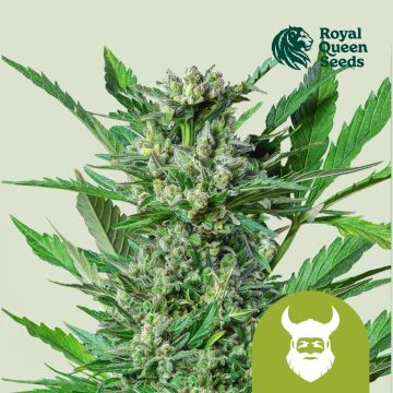 Royal Dwarf Autofloraison (Royal Queen Seeds) 5 graines