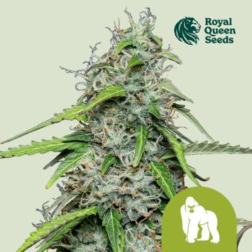 Royal Gorilla Automatic (Royal Queen Seeds) 3 graines