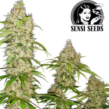 Banana Kush Cake (Sensi Seeds)