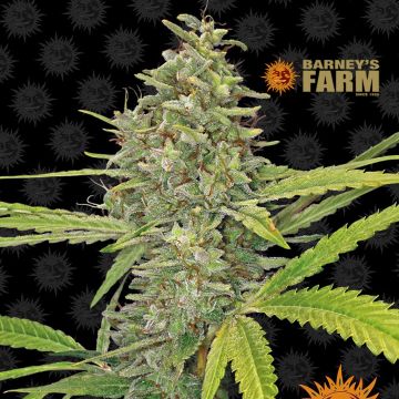 G13 Haze (Barney’s Farm) 5 graines