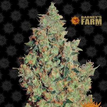 Tangerine Dream (Barney’s Farm) 5 graines