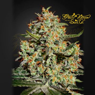 Big Bang (Greenhouse Seeds) 5 graines