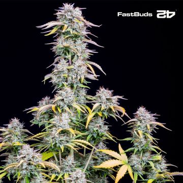 Big Bud Auto (Fast Buds)