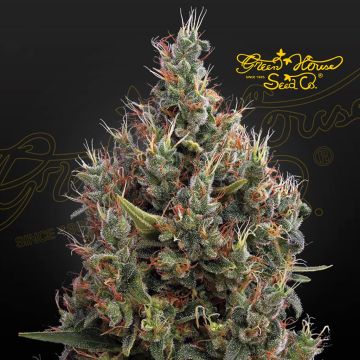 Big Bang Autofloraison (Greenhouse Seeds)