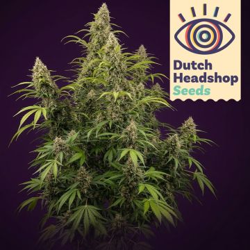 Black Widow (Marque Privée) 