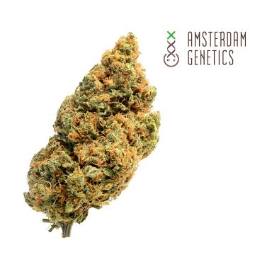 Blue Amnesia Autofloraison (Amsterdam Genetics) 3 graines