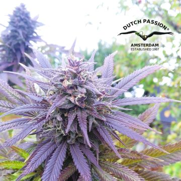 Blueberry (Dutch Passion) 3 graines