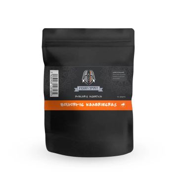 Graines de Phalaris aquatica (Indian Spirit) 10 grammes