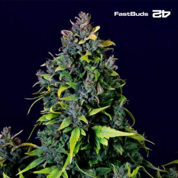 CBD Auto 20:1 (Fast Buds)