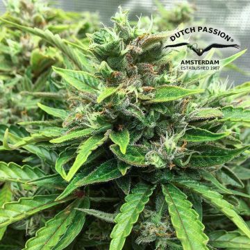 CBD Auto Charlotte’s Angel (Dutch Passion) 3 graines