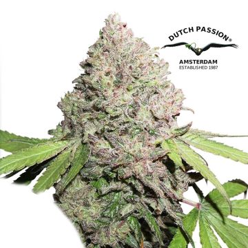 CBD Charlotte's Angel (Dutch Passion)