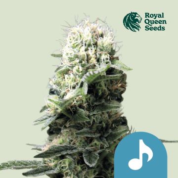 Dance World (Royal Queen Seeds)