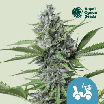Fast Eddy Automatic CBD (Royal Queen Seeds) 5 graines