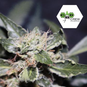 CBD MedGom Auto (CBD Crew) 3 graines