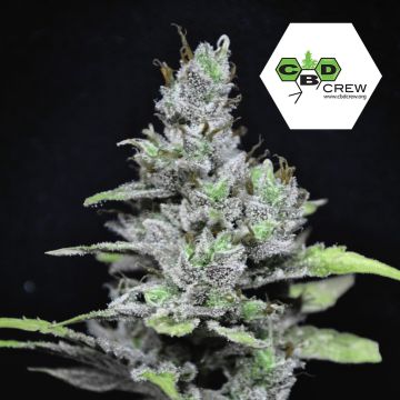 CBD MediHaze (CBD Crew) 5 graines