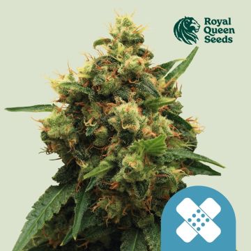 Painkiller XL (Royal Queen Seeds) 5 Graines
