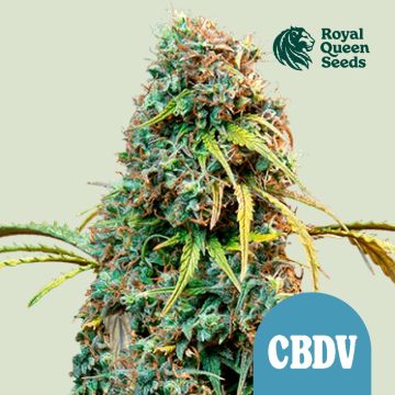 Royal CBDV Automatic (Royal Queen Seeds)