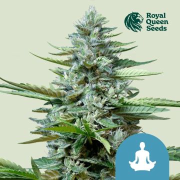 Stress Killer Automatic CBD (Royal Queen Seeds) 5 graines