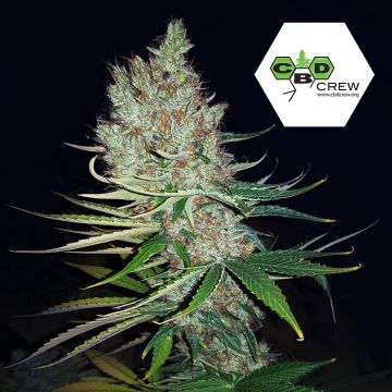 CBD Therapy (CBD Crew) 5 graines