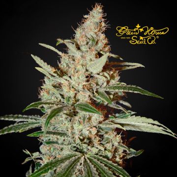 Chemdog (Greenhouse Seeds) 3 graines