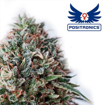 CBD+ Critical #47 (Positronics) 5 graines