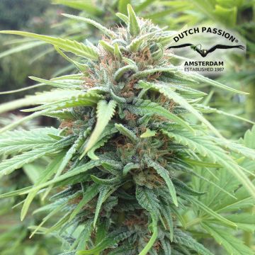 Durban Poison (Dutch Passion) 5 graines