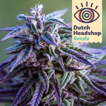 Auto Purple Haze (Marque Priveé)