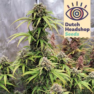 Fast Purple Punch (Marque Privée)
