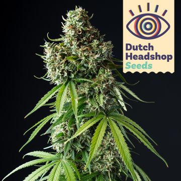 USA Autofloraison Mix (Marque Privée) 5 graines