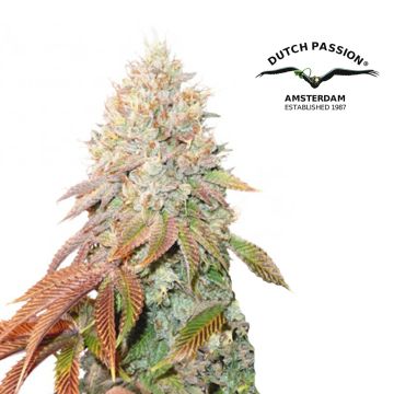 Auto Banana Blaze (Dutch Passion) 3 graines